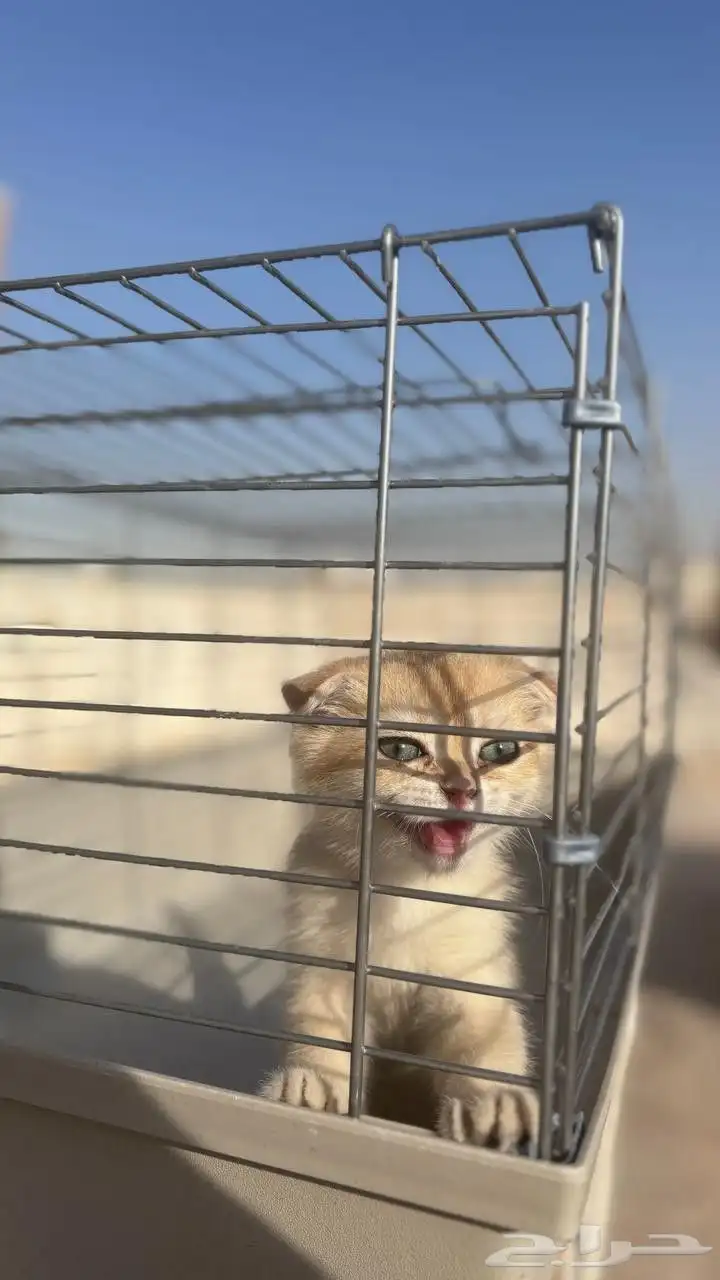 سكوتش للبيع 2