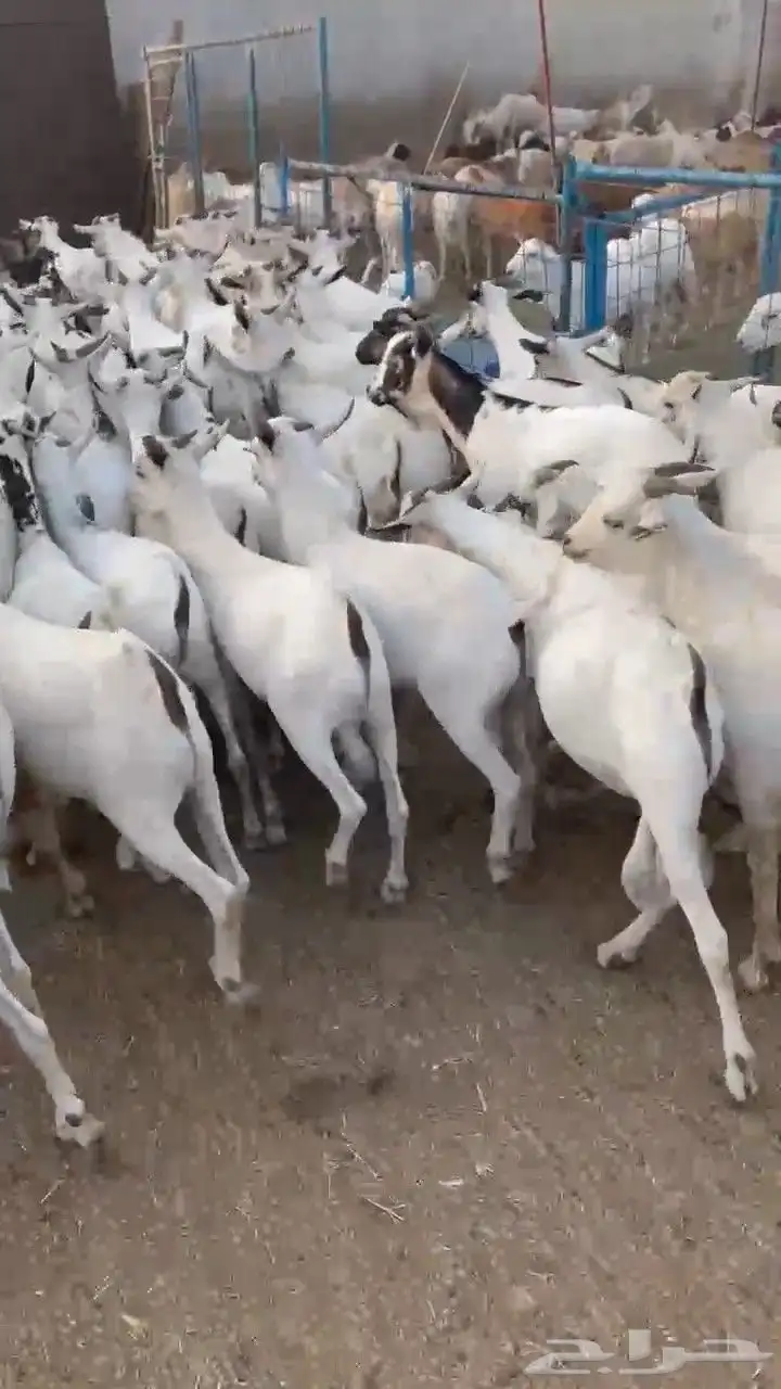 عرض تيوس بحاره مرابي 3اشهر سمان مقفله السعر 680جمله 2