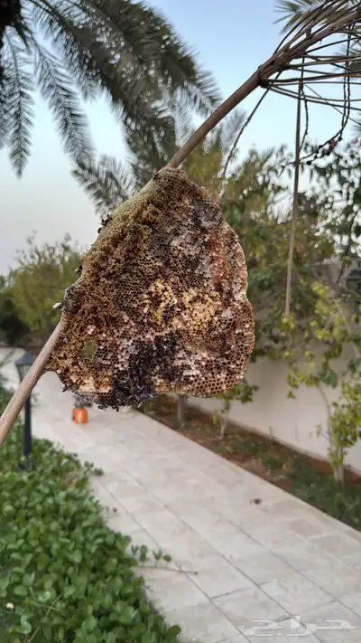 شركة مكافحة حشرات ورش مبيدات 2