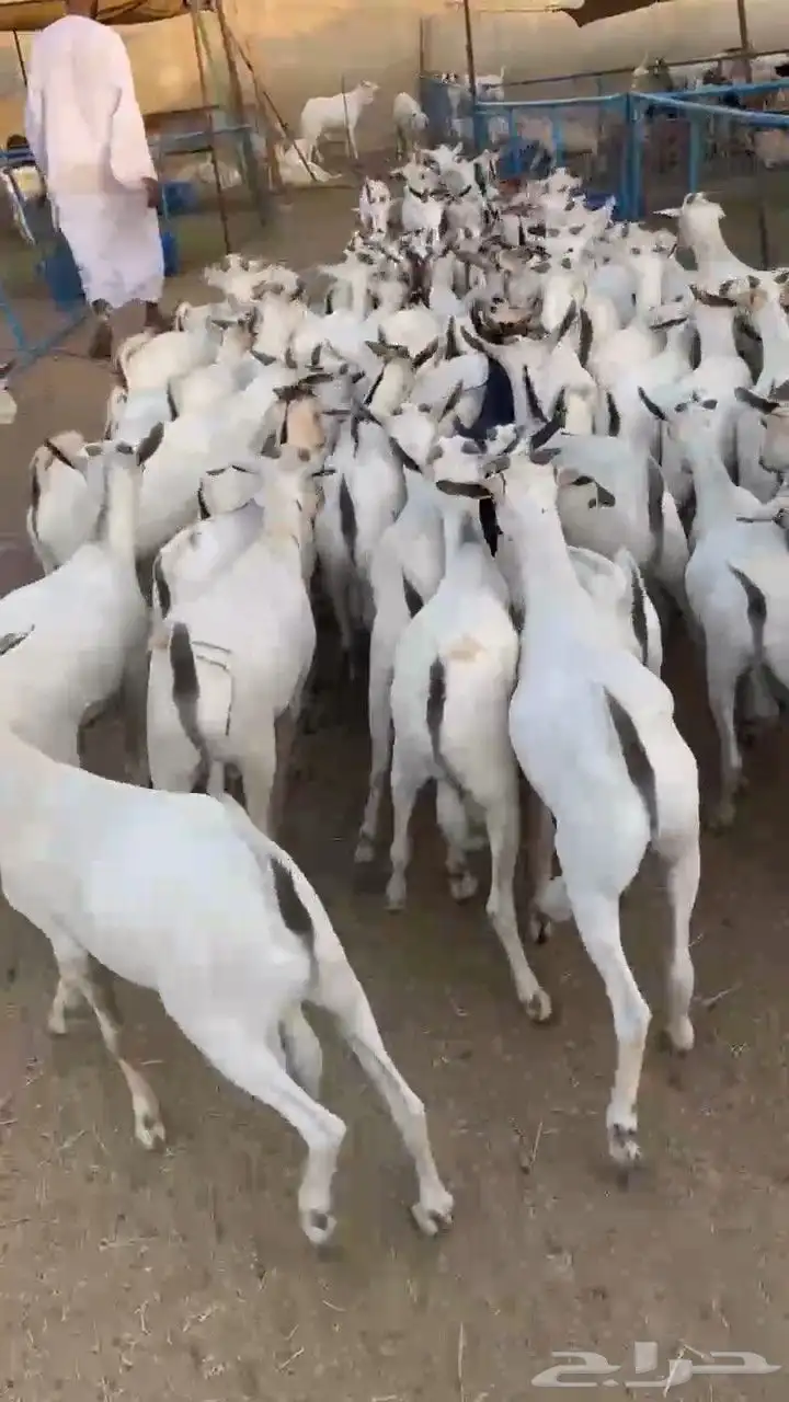 عرض تيوس بحاره مرابي 3اشهر سمان مقفله السعر 680جمله 5