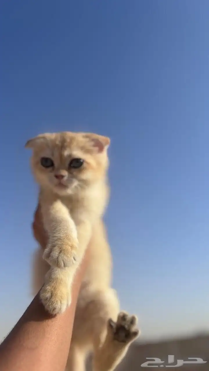سكوتش للبيع 6