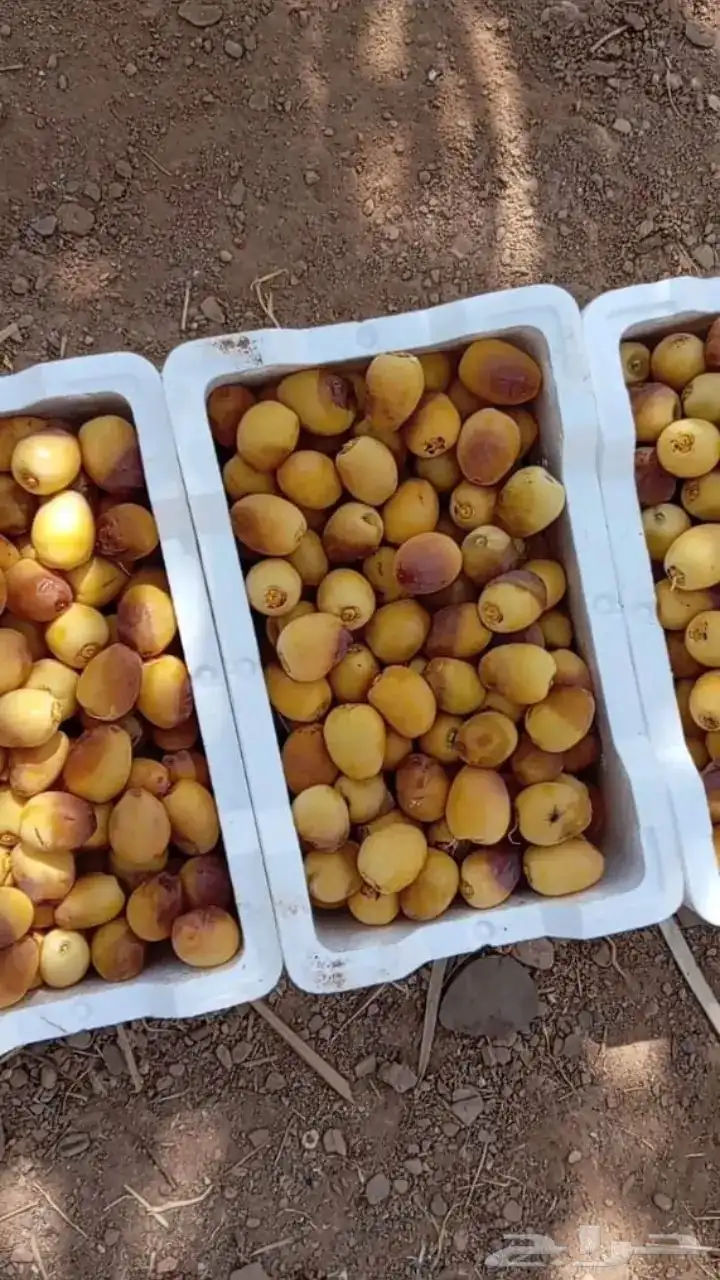 تنظيف النخيل الواشنطني والعربي وخراف التمر 6