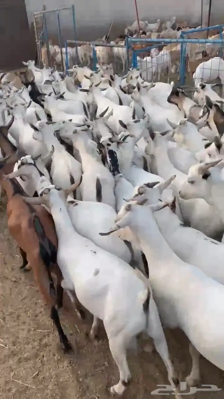 عرض تيوس بحاره مرابي 3اشهر سمان مقفله السعر 680جمله 3