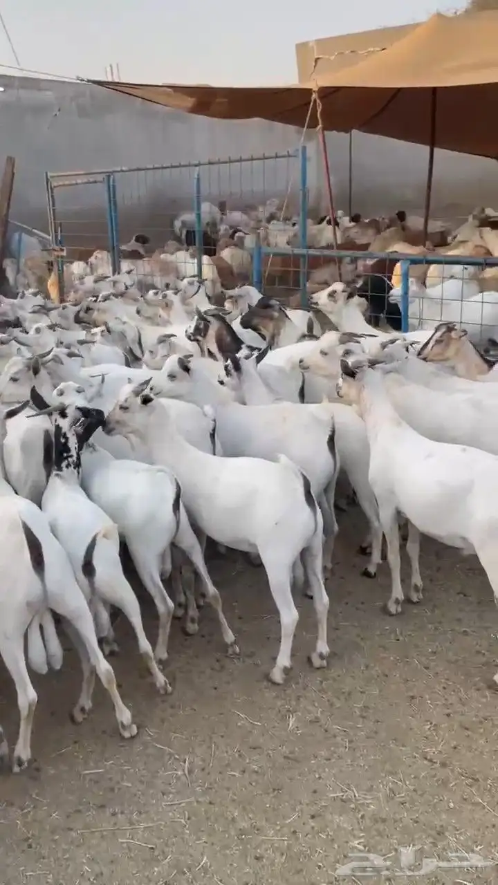 عرض تيوس بحاره مرابي 3اشهر سمان مقفله السعر 680جمله 1