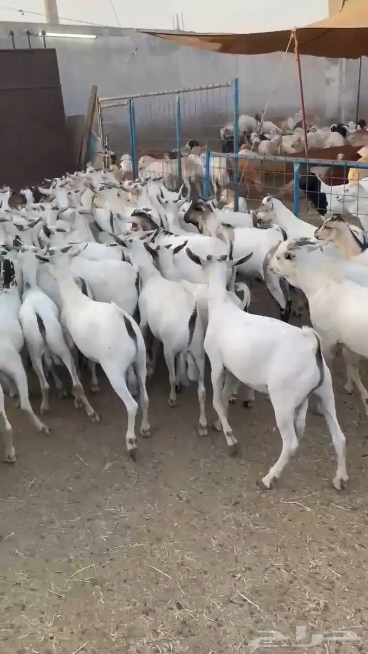 عرض تيوس بحاره مرابي 3اشهر سمان مقفله السعر 680جمله 0