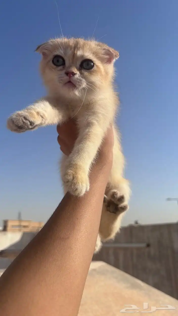 سكوتش للبيع 1