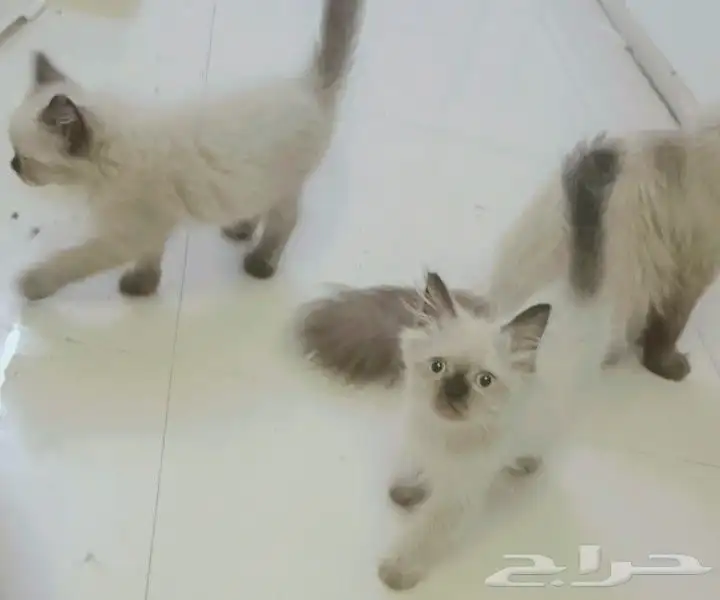 صبياوضواحيهاللبيع قطط همالياالعمرثلاث شهور متعلمةللتربوكس 5