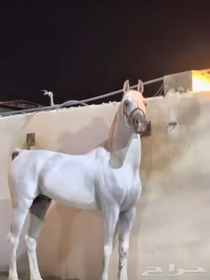 ابي خيل شعبي او أنجليزي هدي مبتعدا 2700ريال 0