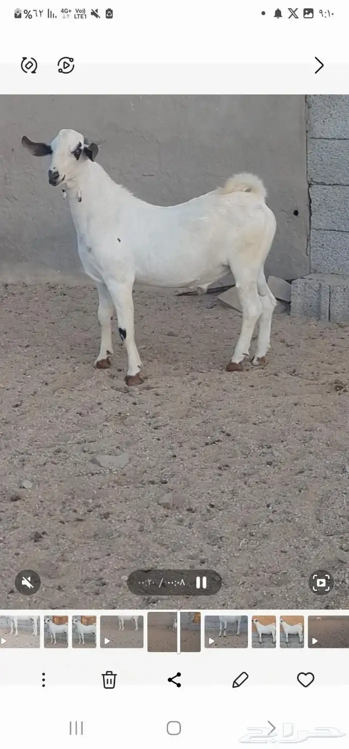 تيس بيشي 1