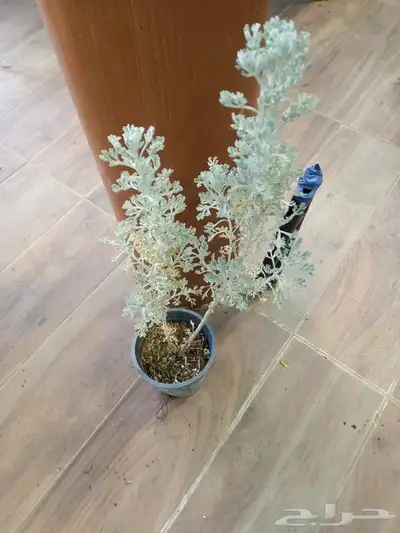 عطريات بكل انواعها 3