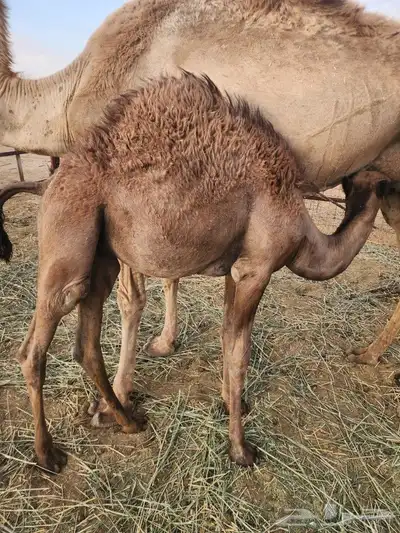 خلفه للبيع 2