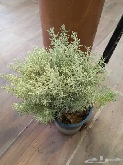 عطريات بكل انواعها 6