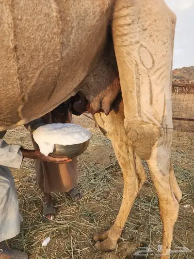 خلفه للبيع 0
