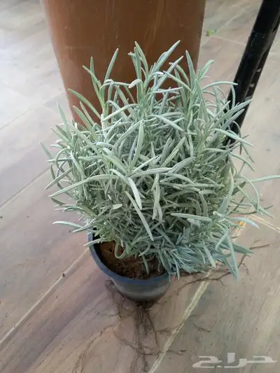 عطريات بكل انواعها 5
