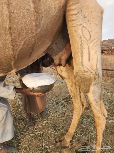 خلفه للبيع 6