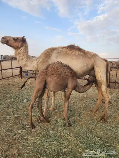 خلفه للبيع 3