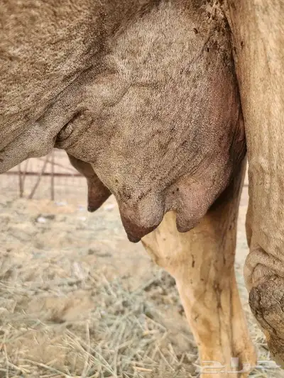 خلفه للبيع 4