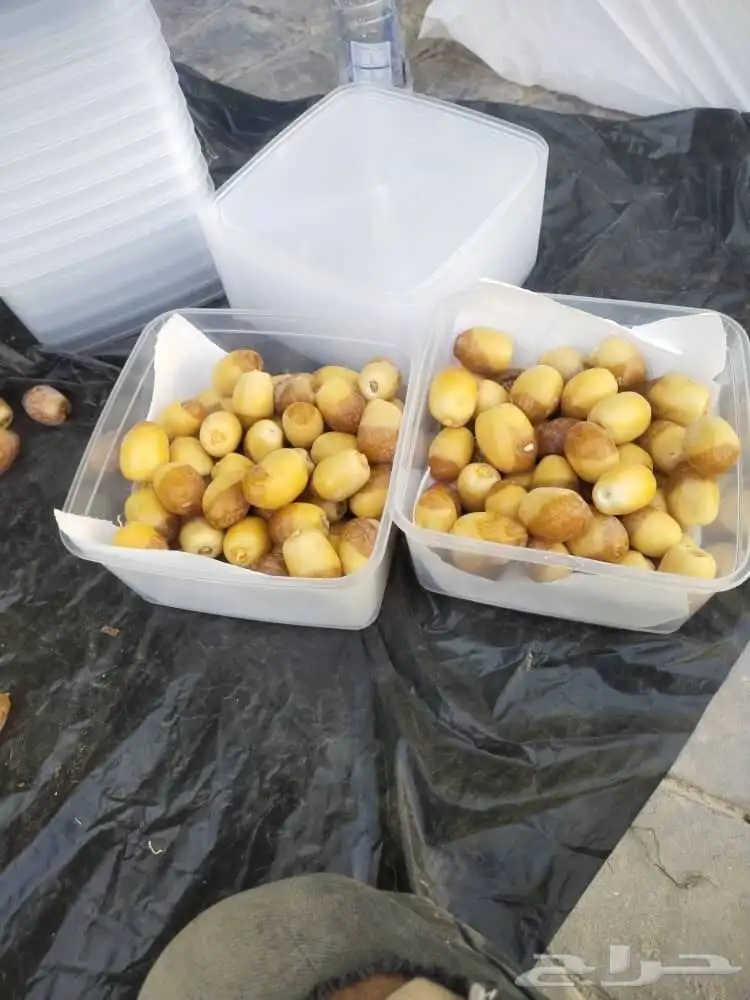 تنظيف النخيل الواشنطني والعربي وخراف التمر 1