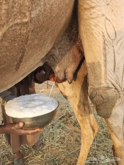 خلفه للبيع 1
