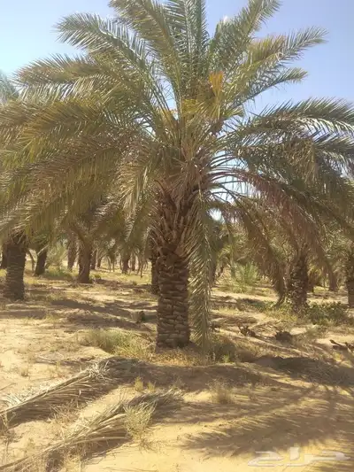 صقعي ابو طوق 2