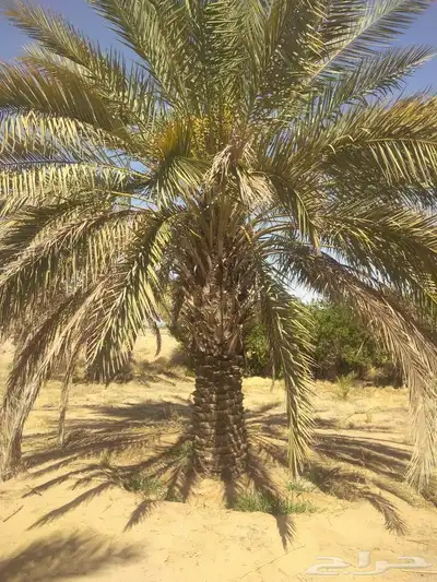 صقعي ابو طوق 0