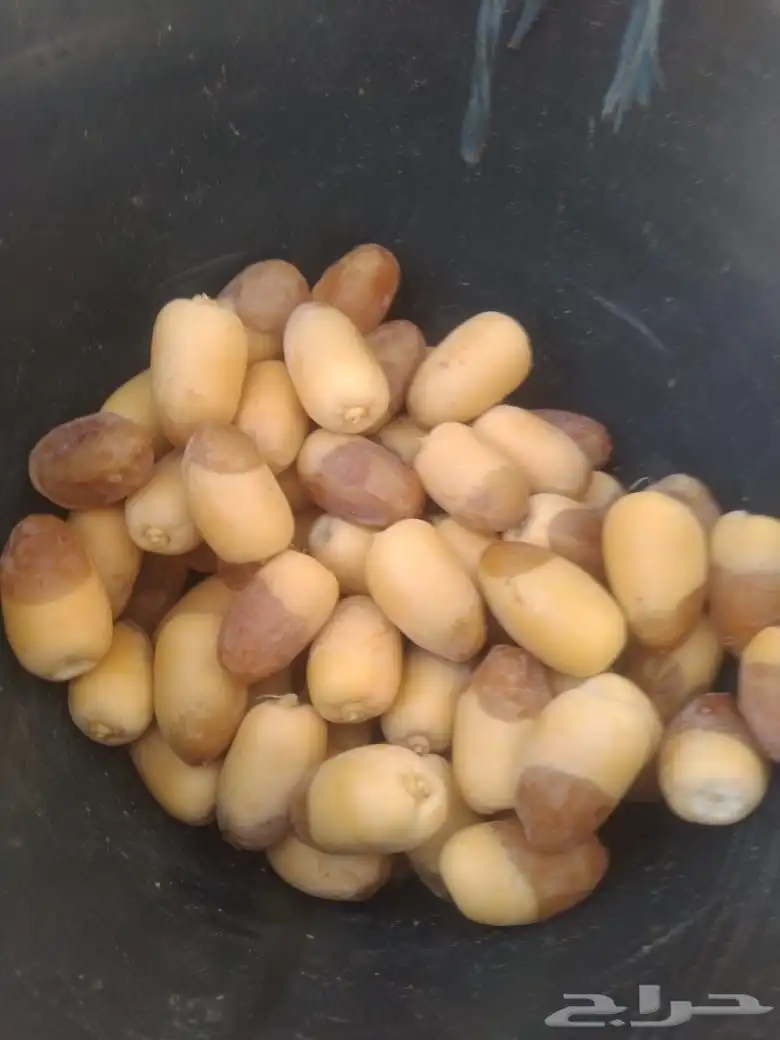 تنظيف النخيل الواشنطني والعربي وخراف التمر 2