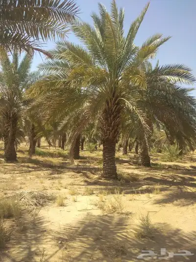صقعي ابو طوق 4