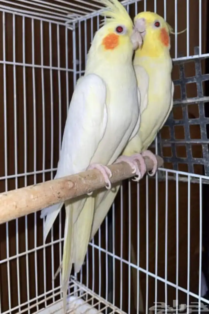 جوز كروان اللاتينو 0