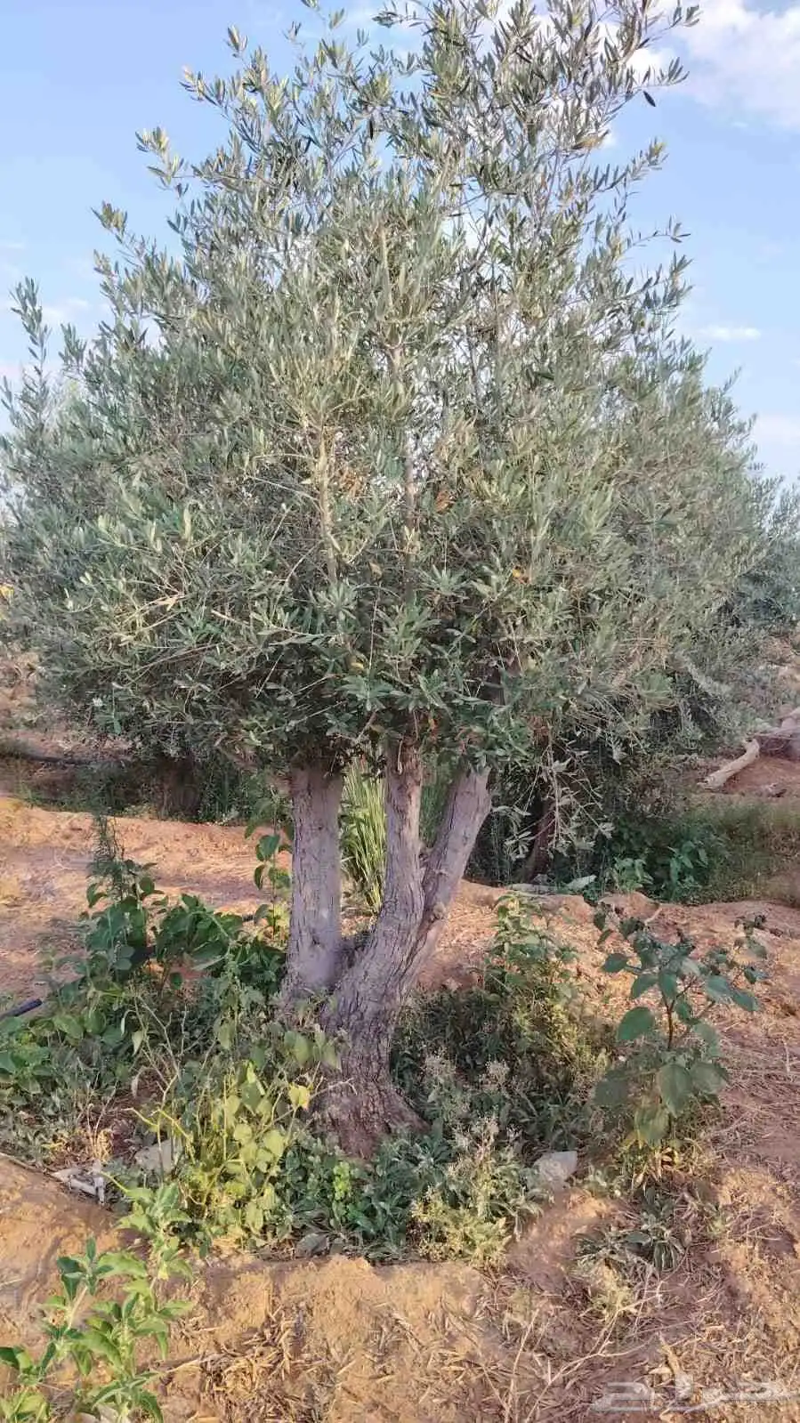 يوجد لدينا جميع انواع الأشجار 1