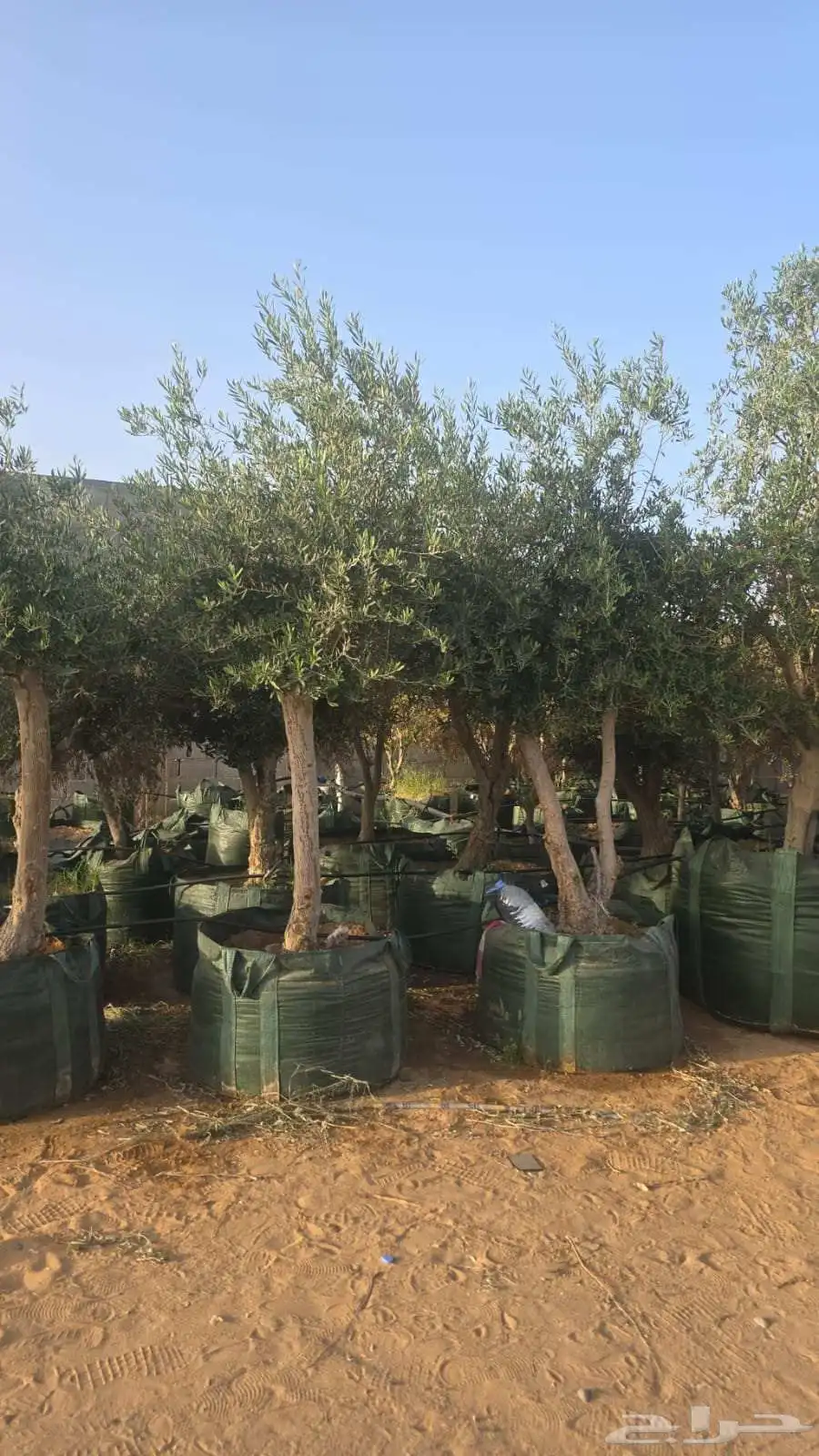 يوجد لدينا جميع انواع الأشجار 2