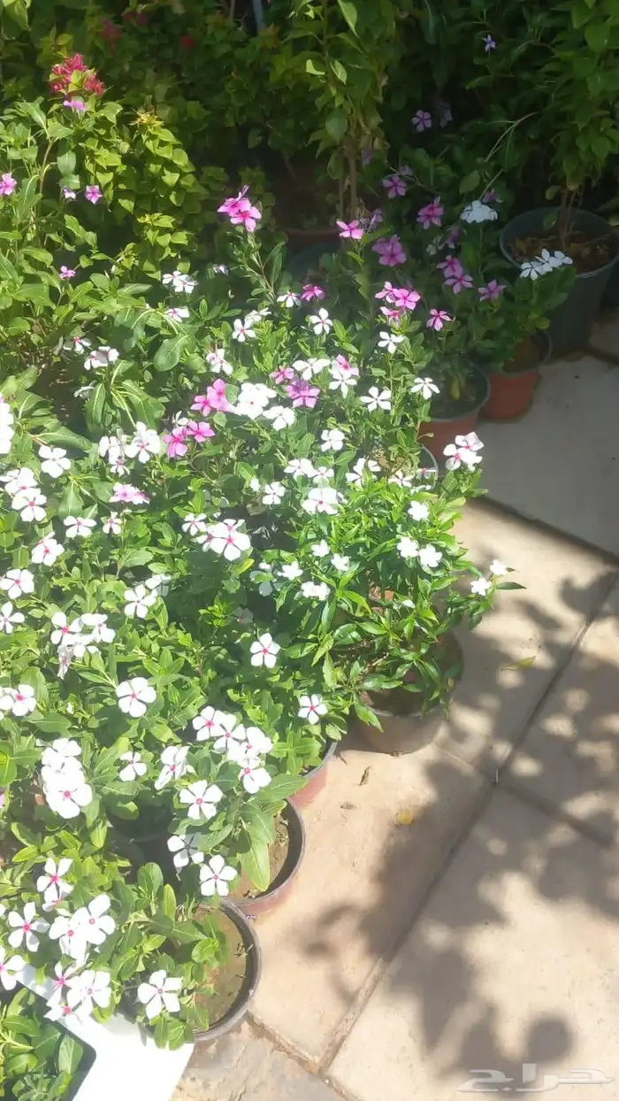 مشتل وتنسيق الحدائق 13