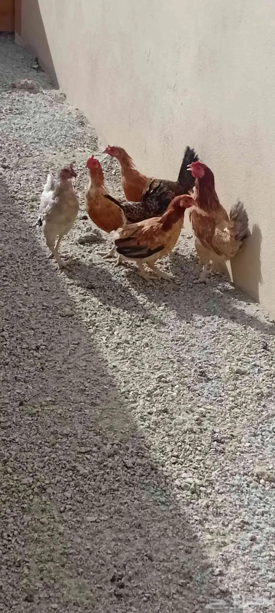 دجاج 1