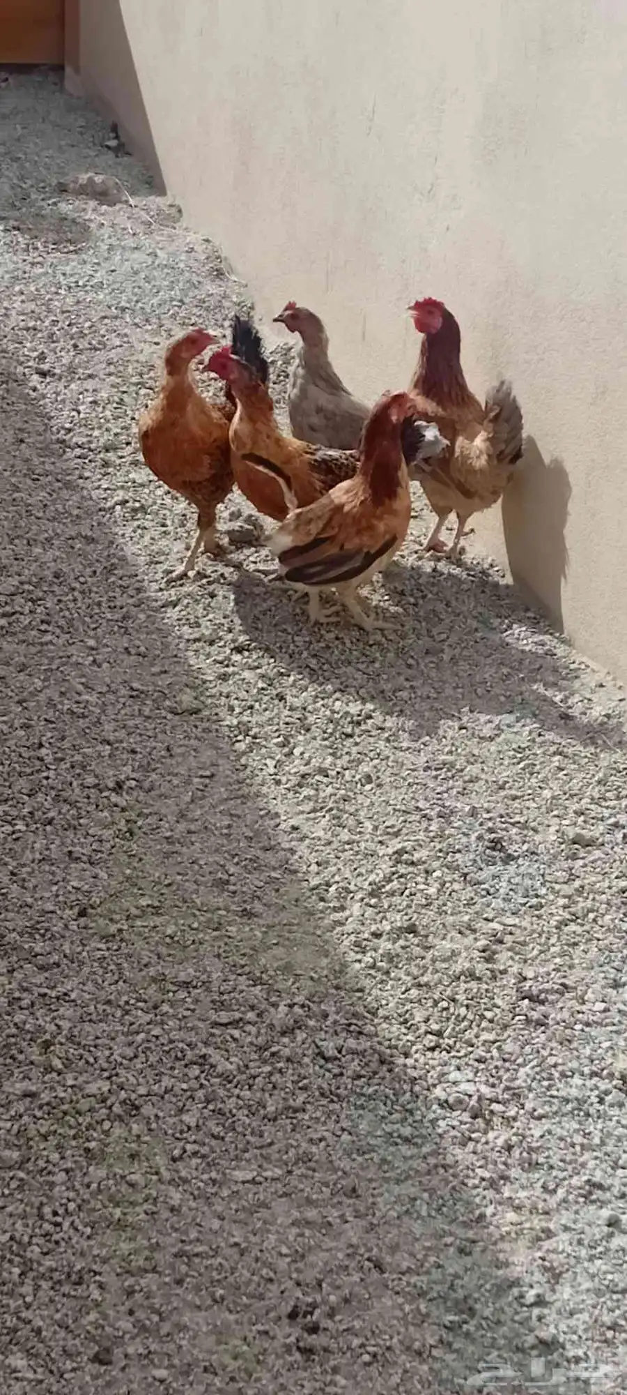 دجاج 0
