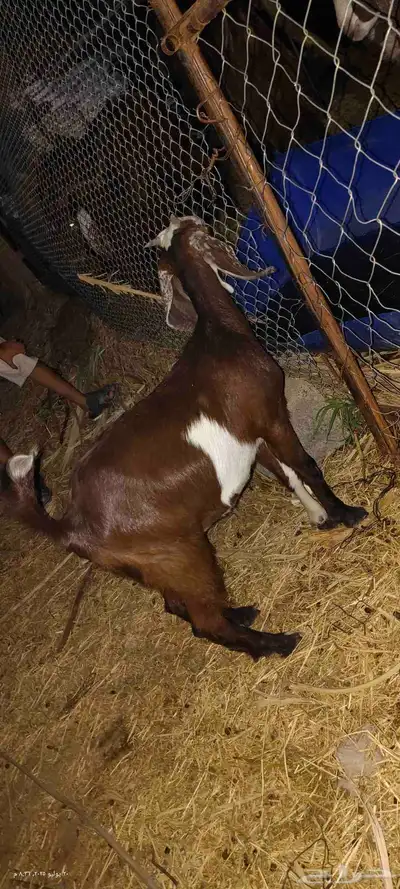 جفره للبيع 3