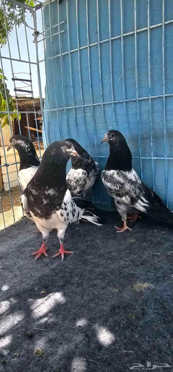 حمام باكستاني 6
