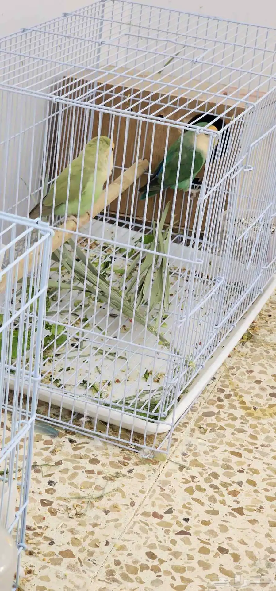 3اجواز روز منتجين وجاهزين انتاج 3