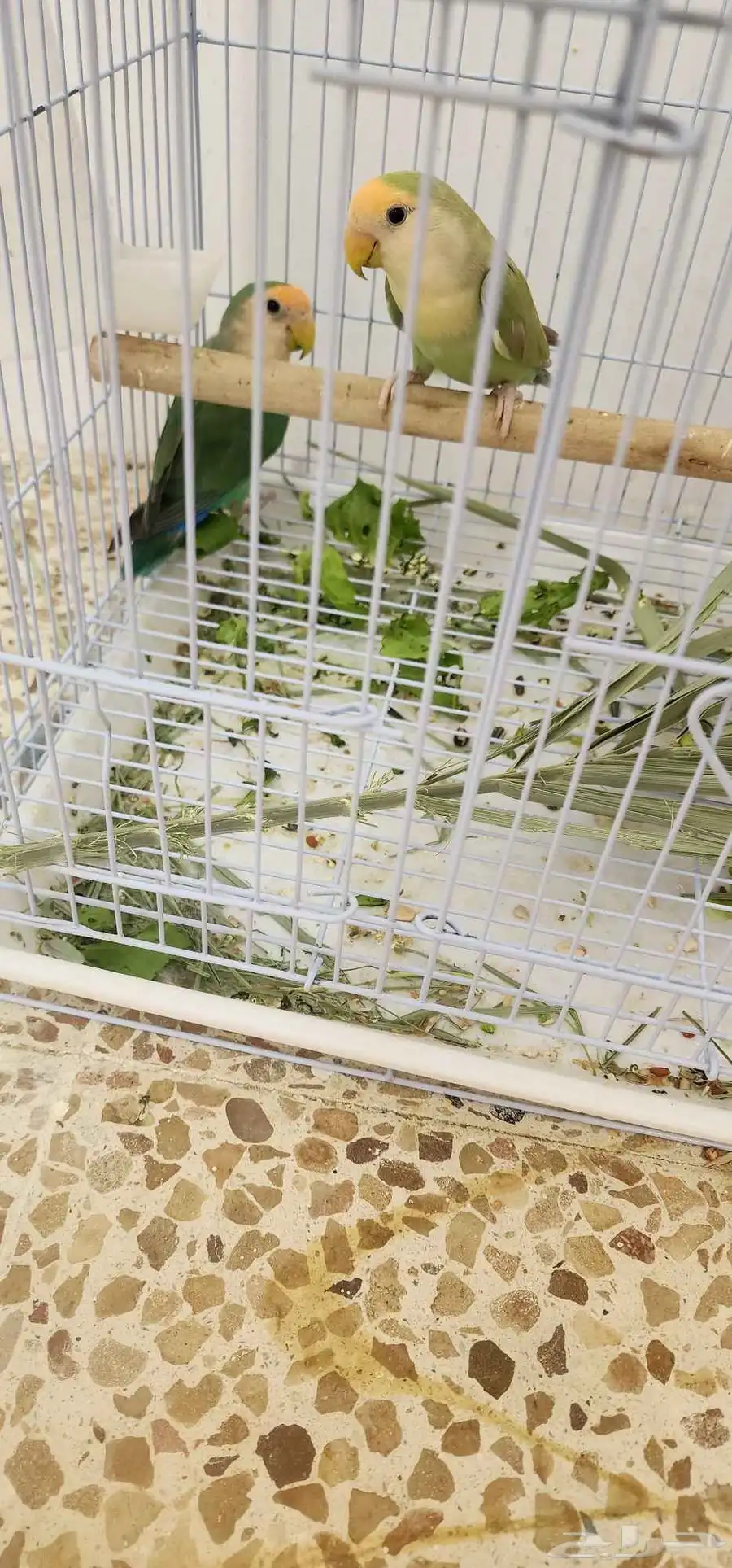 3اجواز روز منتجين وجاهزين انتاج 2