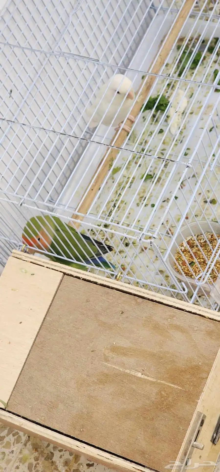 3اجواز روز منتجين وجاهزين انتاج 0