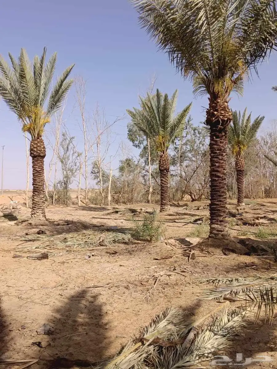 يوجد لدينا جميع انواع الأشجار 4