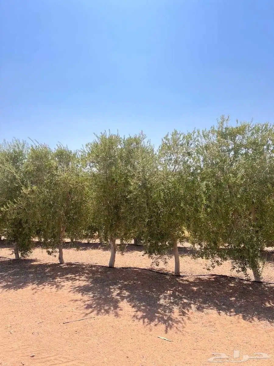 يوجد لدينا جميع انواع الأشجار 6
