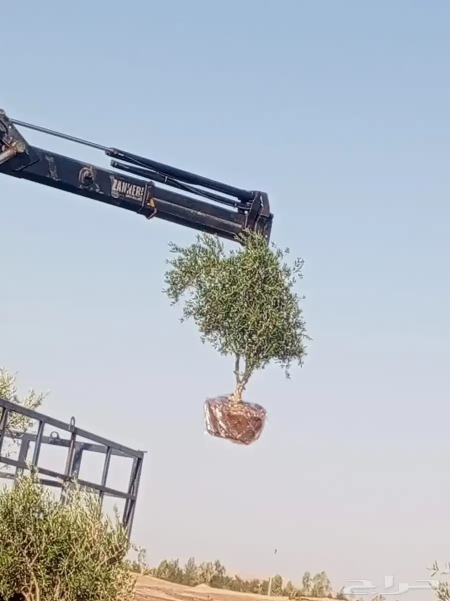 يوجد لدينا جميع انواع الأشجار 9