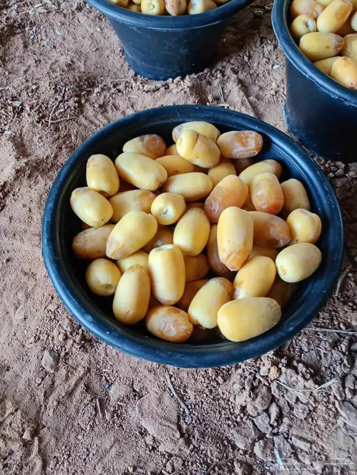 رطب خلاص للبيع 2