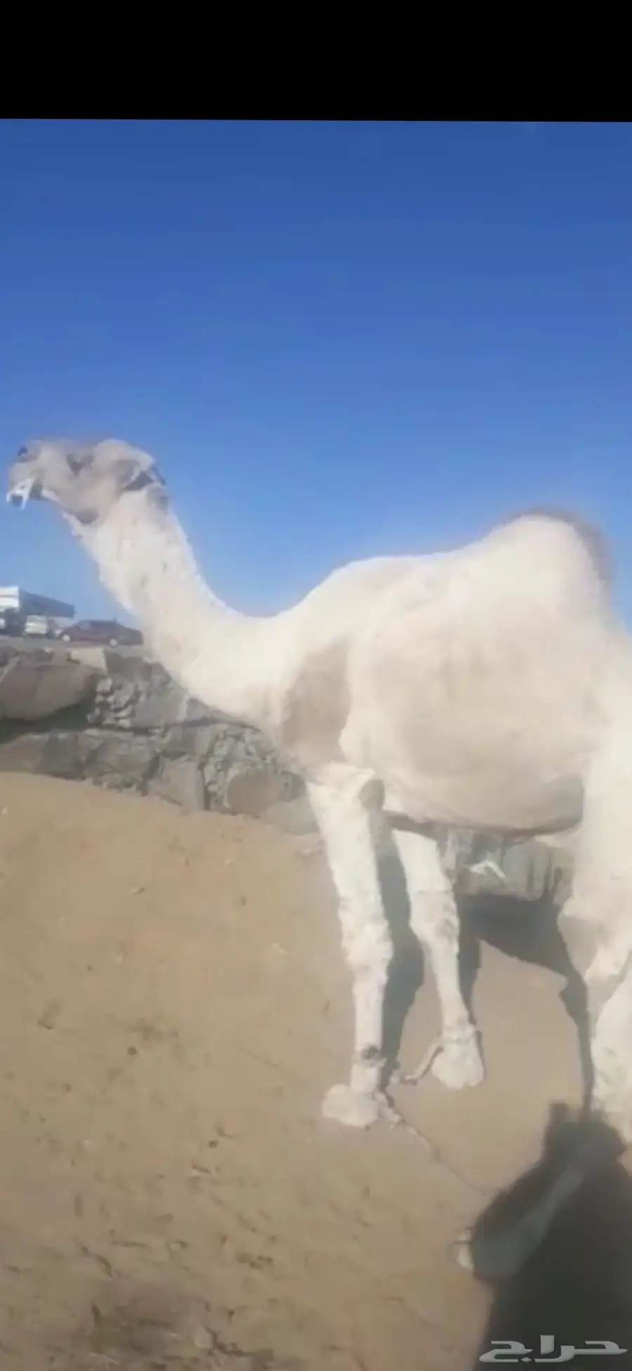 اللي البعير هذا عنده ولا كان في مراحه يتواصل معي خاص 0