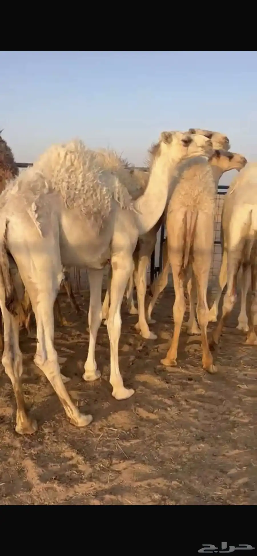 حيران فاخره العدد 11 كلها قعدان الأعمار 7 شهور وفوق المو 1