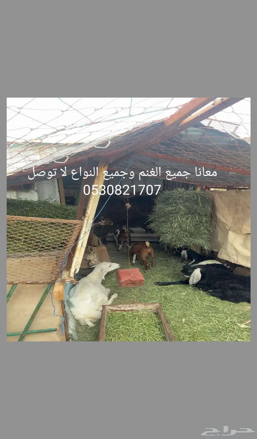 جميع الغنم 3