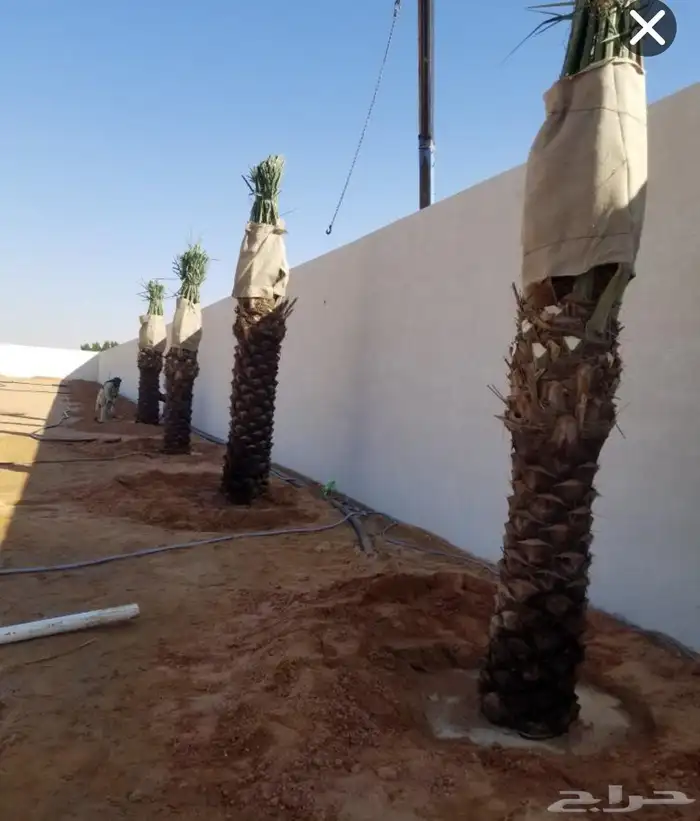 نقوم بتوريدوزرعه جميع انواع النخيل وجميع الاشجار 5