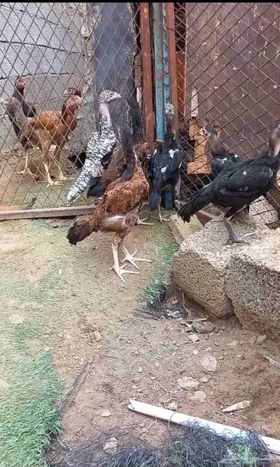 دجاج سندي 1