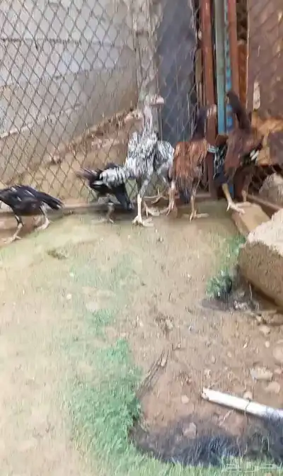 دجاج سندي 3