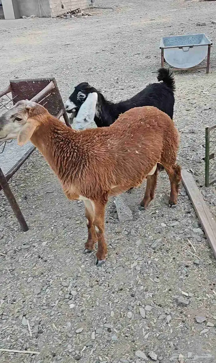 مشروع فحل دقسي ادهم أصل صنف على السوم 6