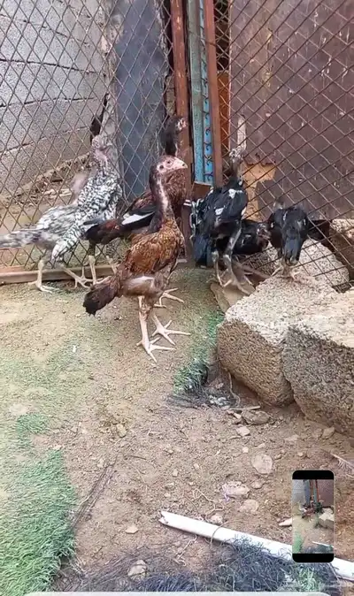 دجاج سندي 0